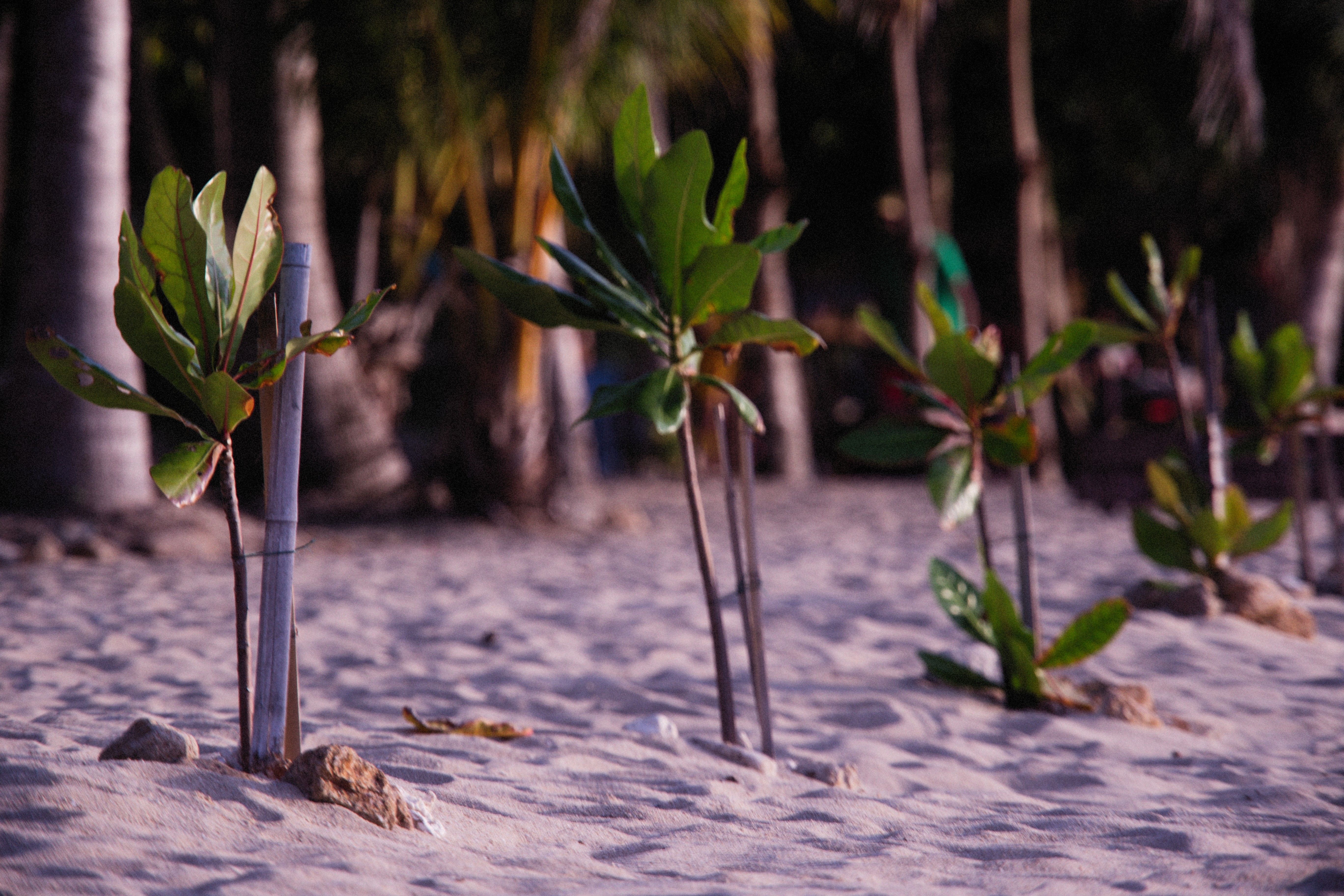 Tree Planting Initiative